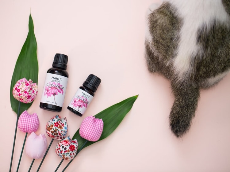 co nen su dung tinh dau cho thu cung