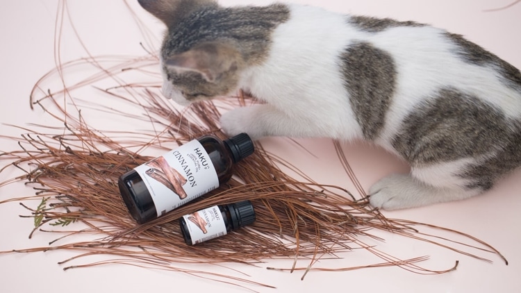 co nen su dung tinh dau cho thu cung