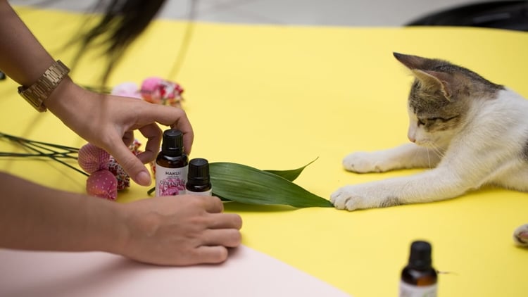 co nen su dung tinh dau cho thu cung