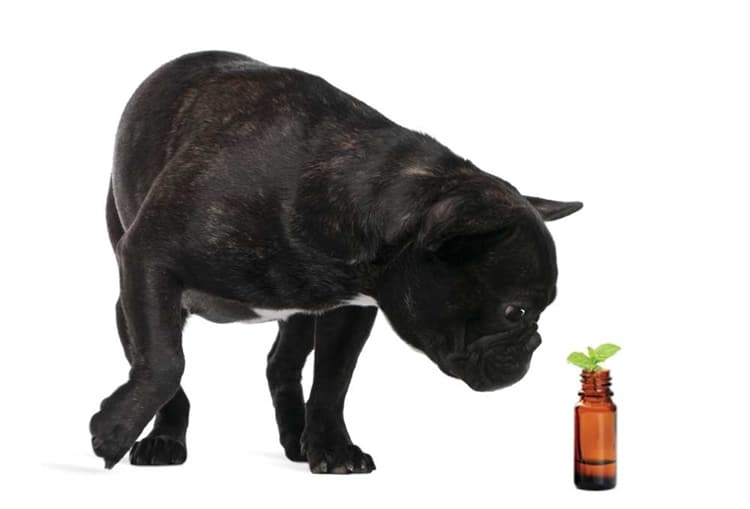 co nen su dung tinh dau cho thu cung