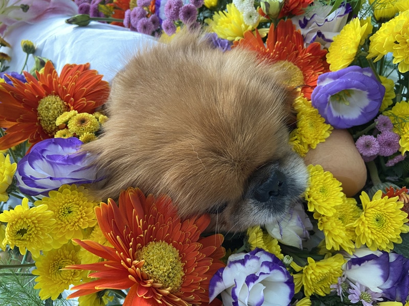 hinh lam hoa hoa tang thu cung